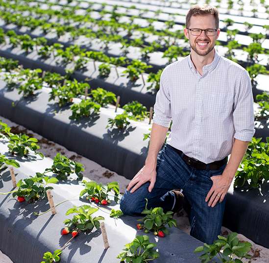 UF scientists use AI technology to breed better-tasting strawberries