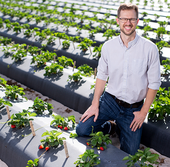 Dr. Vance Whitaker in one of his strawberry fields at the UF/IFAS Gulf Coast Research and Education Center.