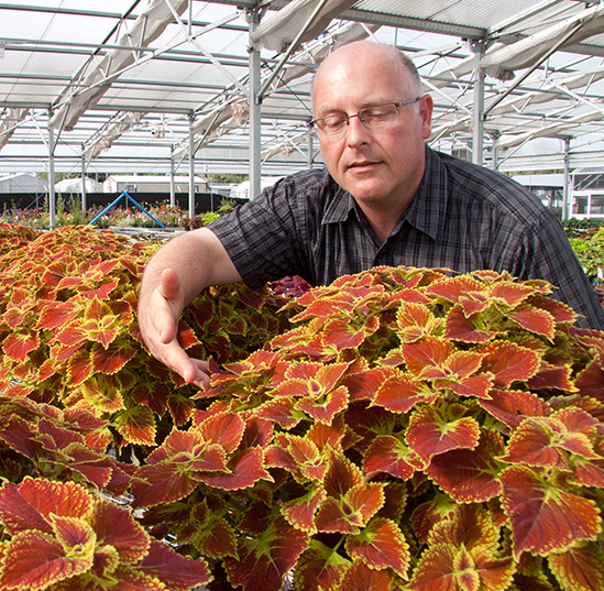A plant for Mothers’ Day? UF/IFAS scientists breed top ornamentals