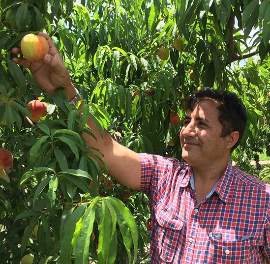 As peach harvest begins, UF scientists find rootstocks that survive flooding