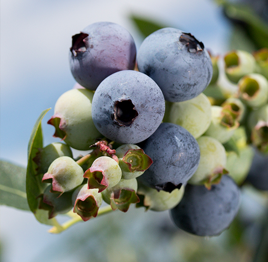 A cluster of blueberries