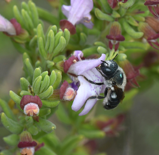 Scientists discover nest, new northern range of Florida’s rare blue calamintha bee