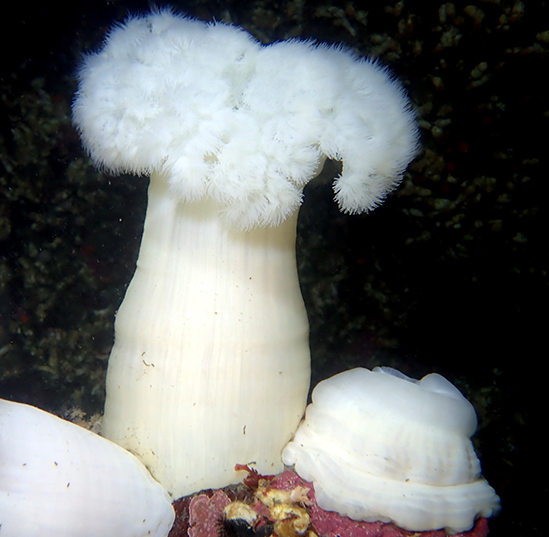 Giant sea anemone eats ants