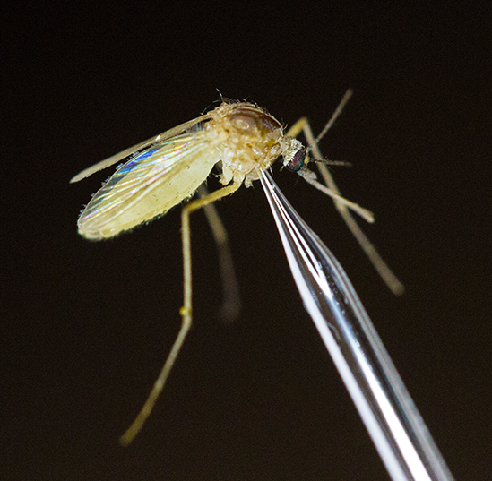 As climates change, prepare for more mosquitoes in winter, new study shows
