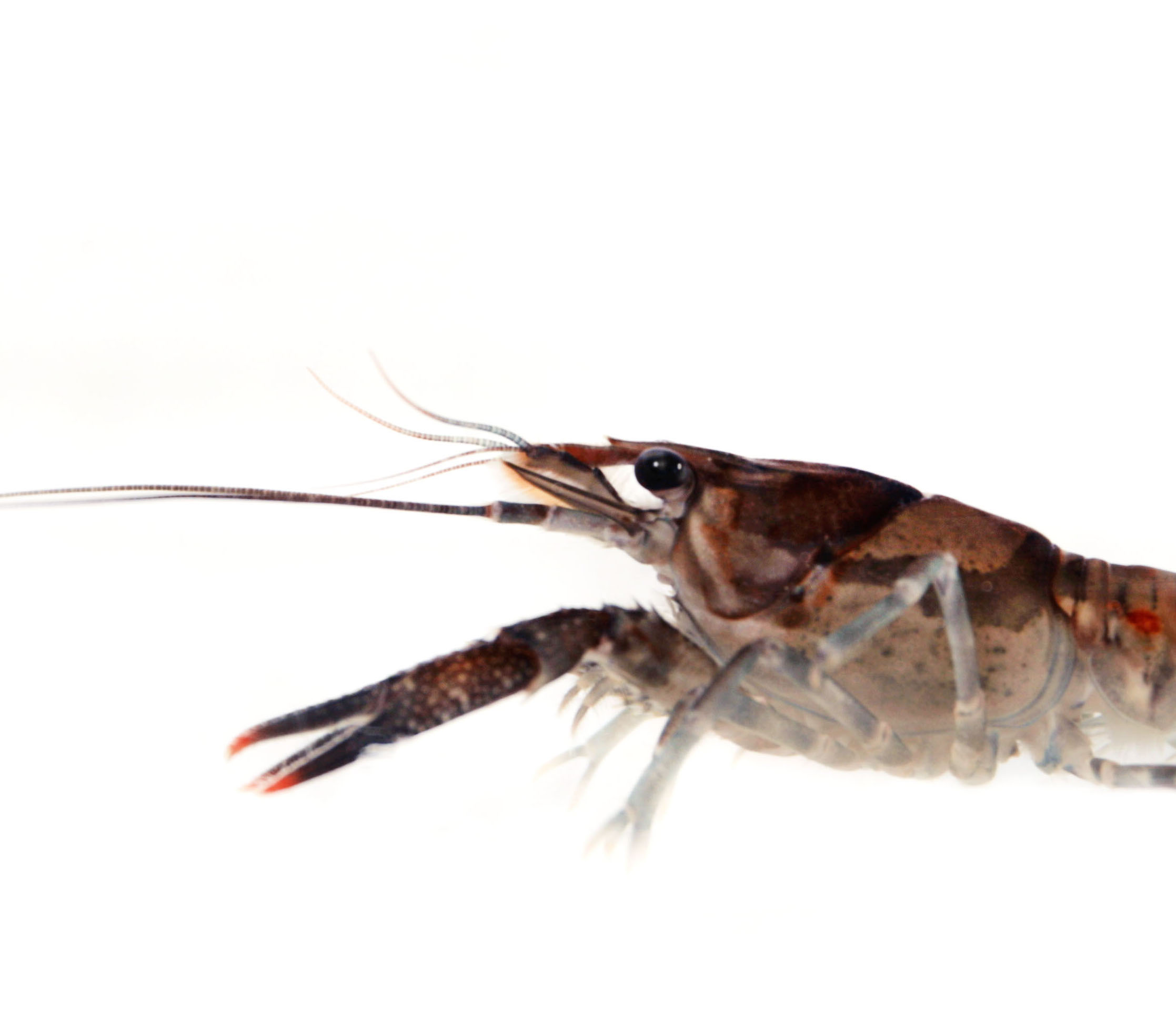 Not acting like themselves: Antidepressants in environment alter crayfish behavior