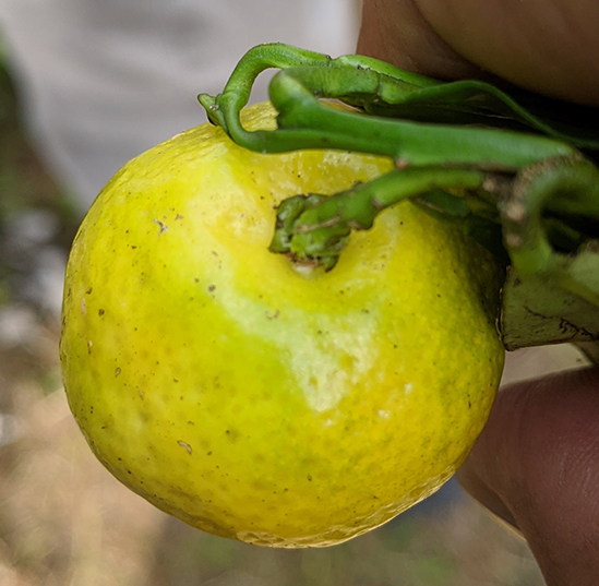 Back to the Future: Citrus breeders look to ancient varieties for modern-day answers
