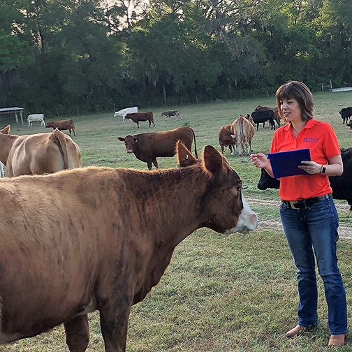 A University of Florida Institute of Food and Agricultural Sciences member stands in a field among cattle.