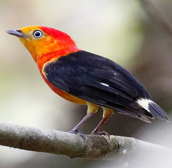 A band-tailed manakins, Pipra fasciicauda, perches on a branch. These birds can be found throughout much of the Amazon Basin. Their large eyes help them peer through the gloom of the rainforest's understory.