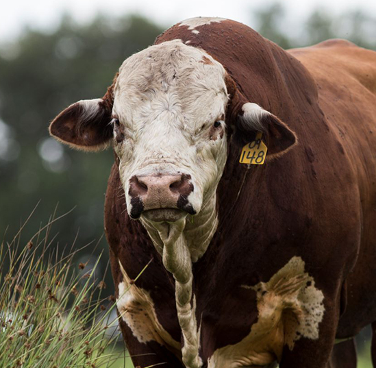 UF scientist tries to reduce heat stress, improve beef production in cattle