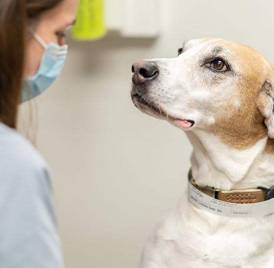 Lincoln, a 9-year-old mixed breed dog diagnosed with a tumor inside of his chest, was one of the first patients to receive radiation therapy using a new leading-edge linear accelerator known as the Varian Edge at UF's Small Animal Hospital.