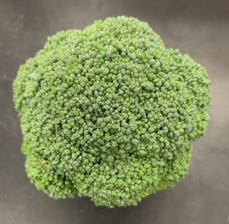 A fresh, green head of broccoli from the top 