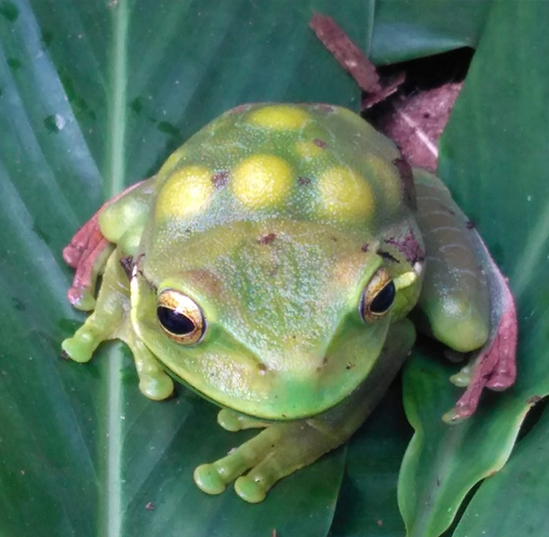 A bright green frog with yellow spots sits on a large, green leaf