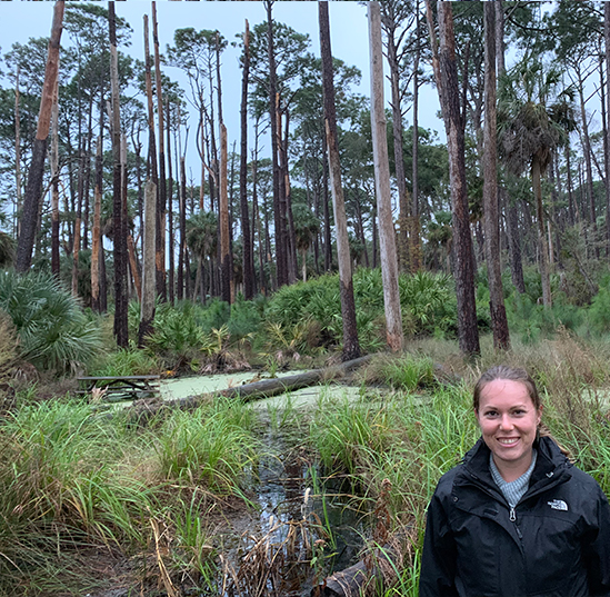 UF experts: Salvage native plants from construction sites for future use