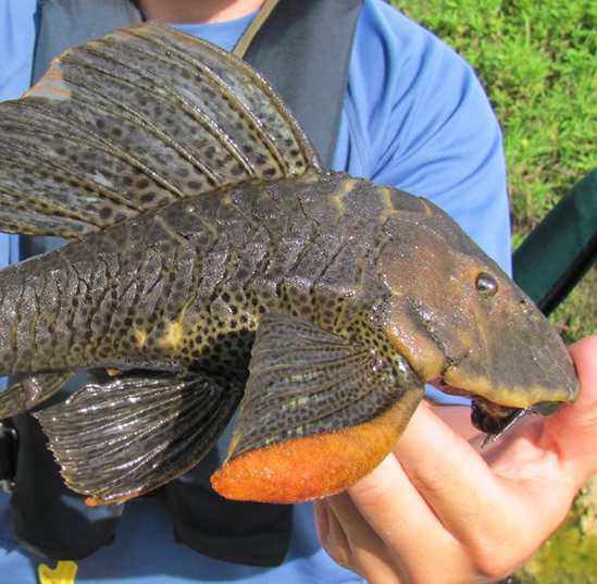 Some nonnative fish that are released into lakes and rivers thrive in Florida; alter ecosystem
