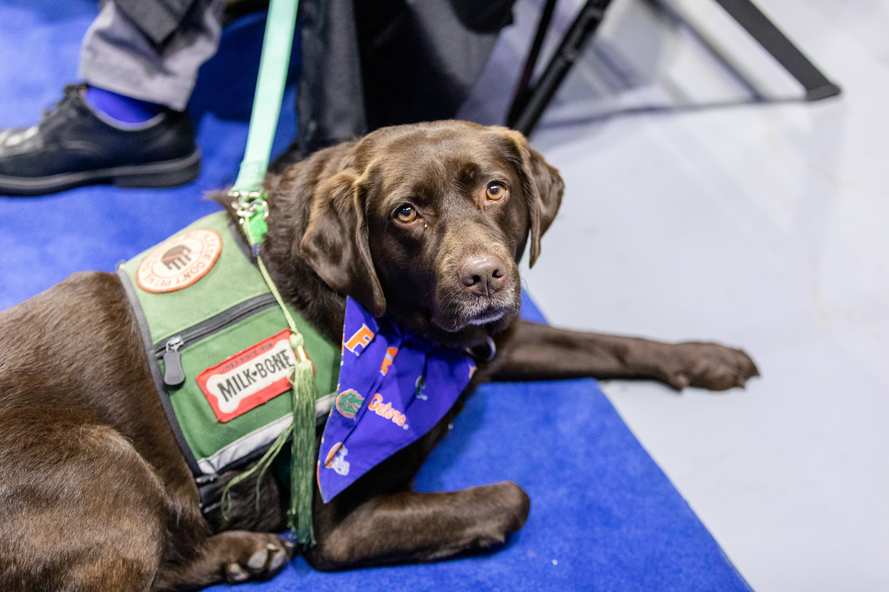 A chocolate labrador retriever in a green service dog vest lies on a blue rug
