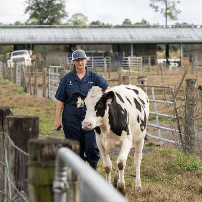 University of Florida veterinarians save injured dairy calf using creative 3D solution