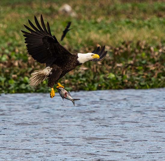 A bald eagle in mid-flight with a fish in its beak.