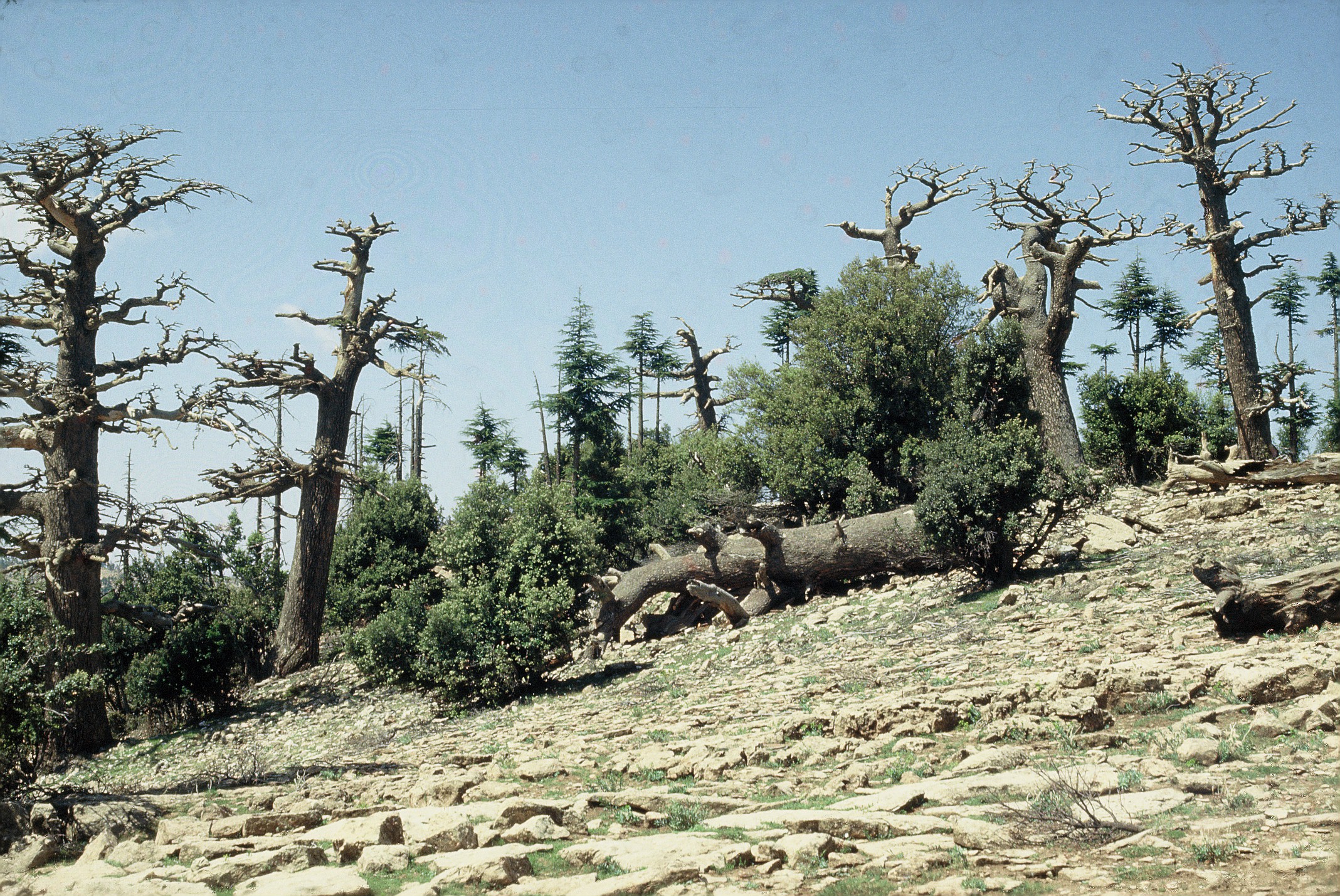 https://news.ufl.edu/media/newsufledu/images/2022/04/Forest-dying-giants%2C-landscape-foemat.JPG