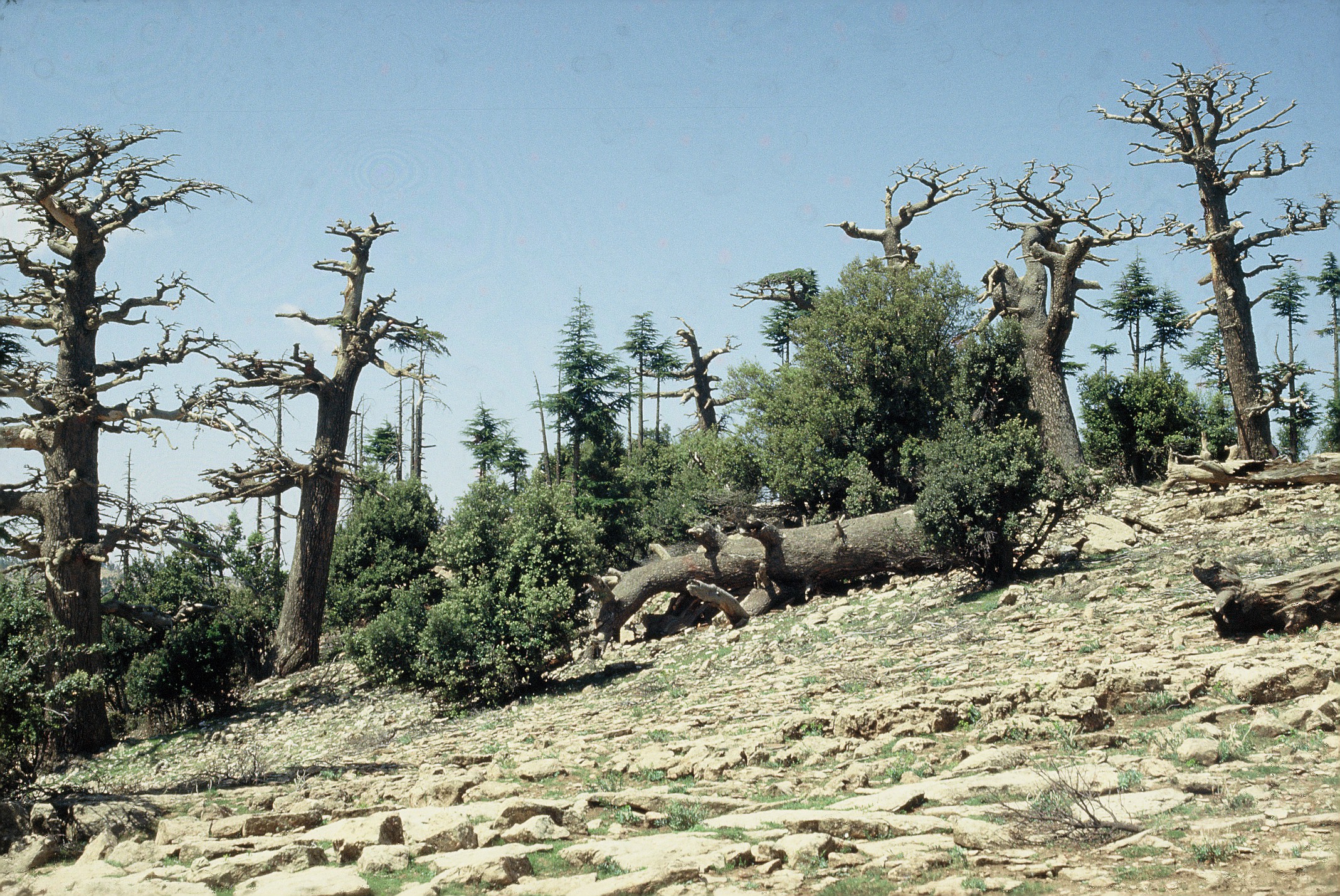 <p>This image, taken in 1993, shows historical forests of Atlas Cedar in Morocco that are most vulnerable to a hotter, drier climate. Photo: Csaba Mátyás, professor emeritus, University of Sopron, Hungary.</p>