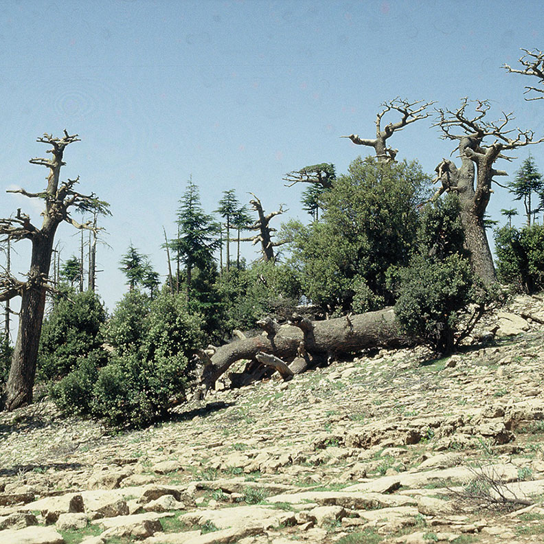 Trees and tree limbs littered on a dying forest suffering from heat