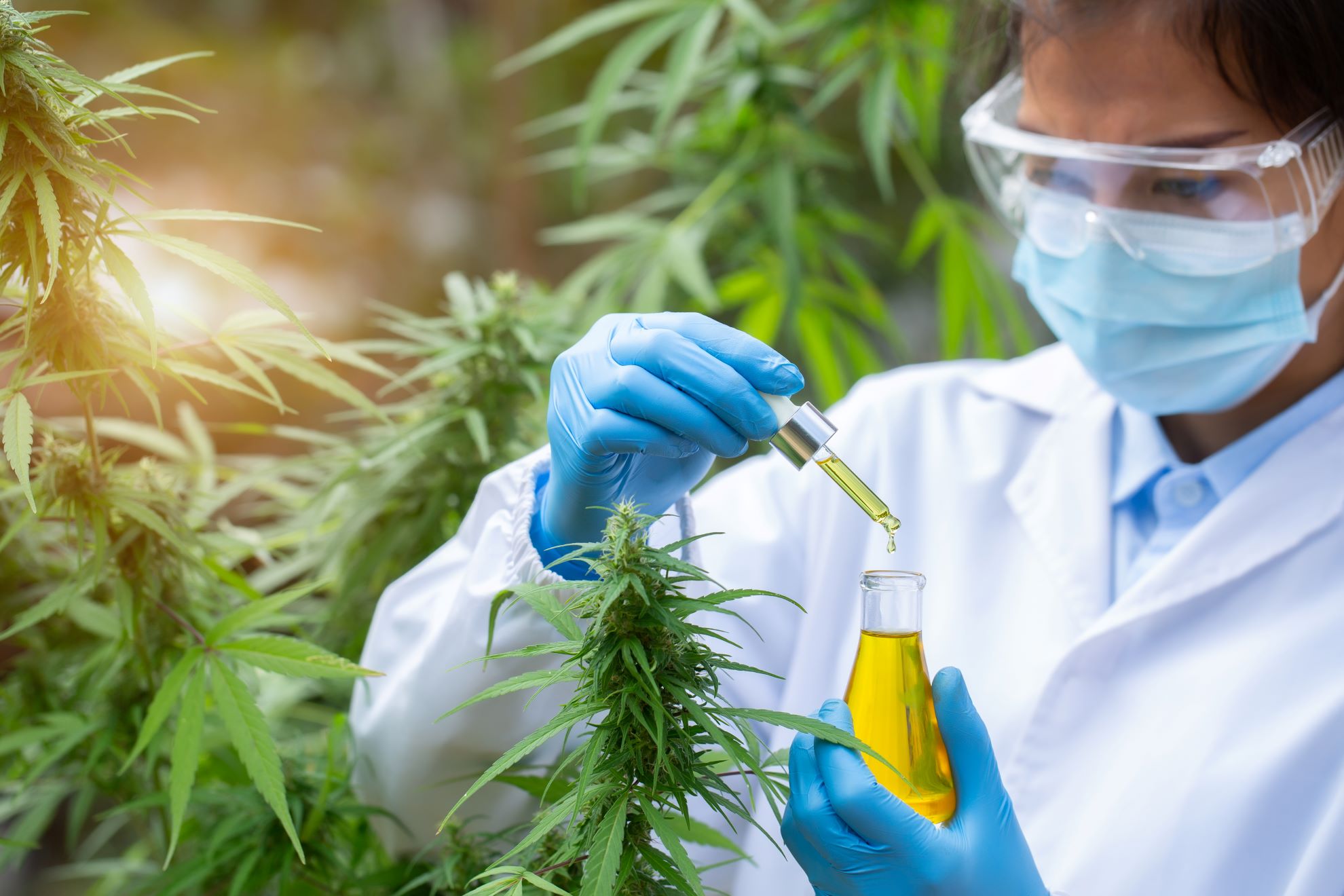 <p>A consortium of nine universities in Florida, led by two professors at UF, is in the early stages of investigating medical marijuana. Photo Credit: Shutterstock</p>