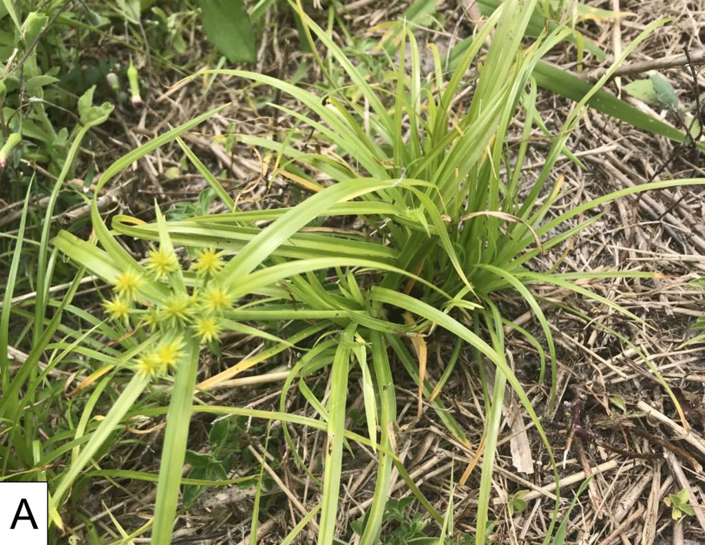 A diseased Yellow Nutsedge weed