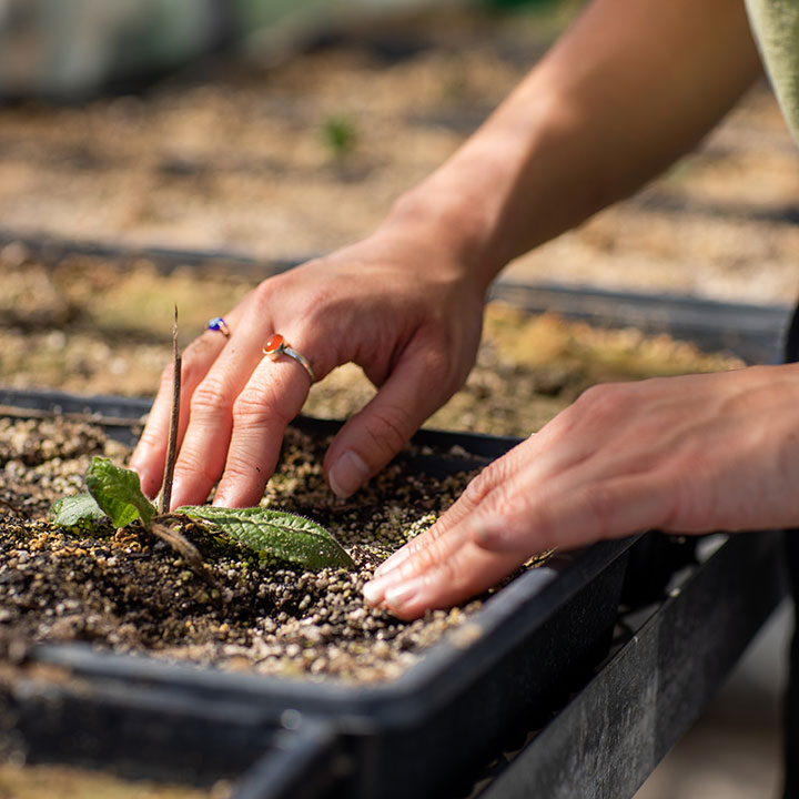 A picture of a small potted plant