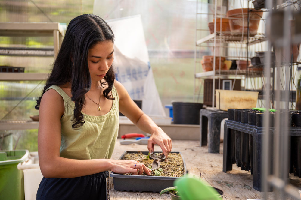 A woman cuts pieces of a potted plant. 