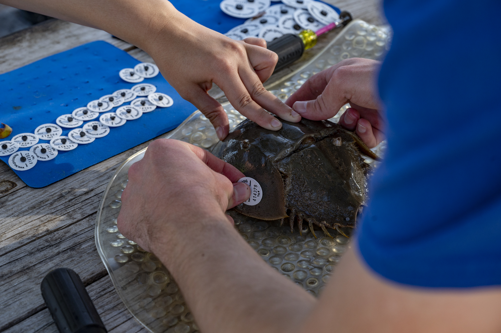 This is a photo that shows two people holding a horseshoe crab while tagging it for a scientific research project.