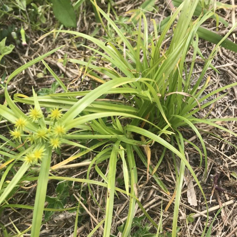 A diseased Yellow Nutsedge weed