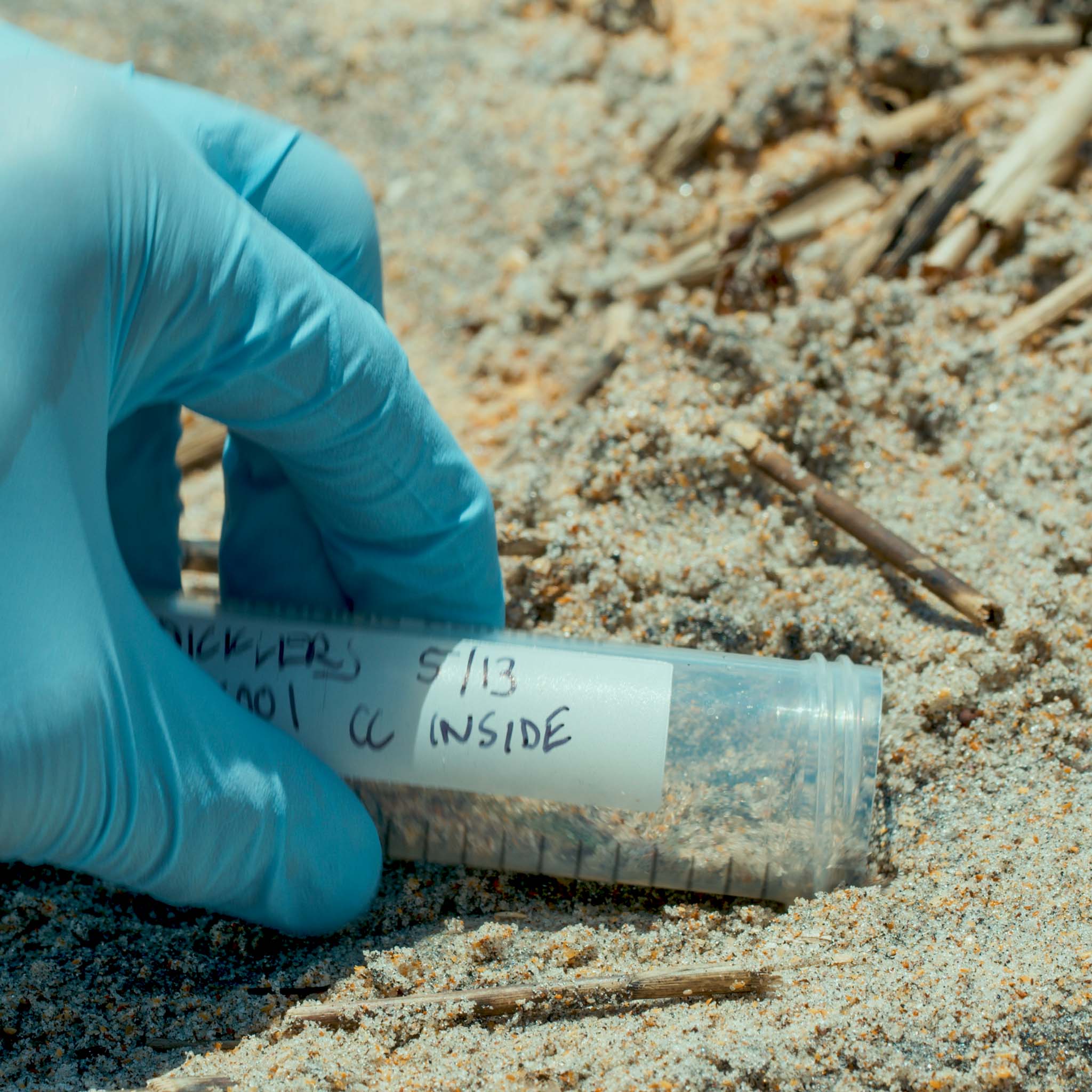 <p>The research project is also the first to successfully collect animal eDNA from beach sand. Photo: UF/Dylan Taylor</p>