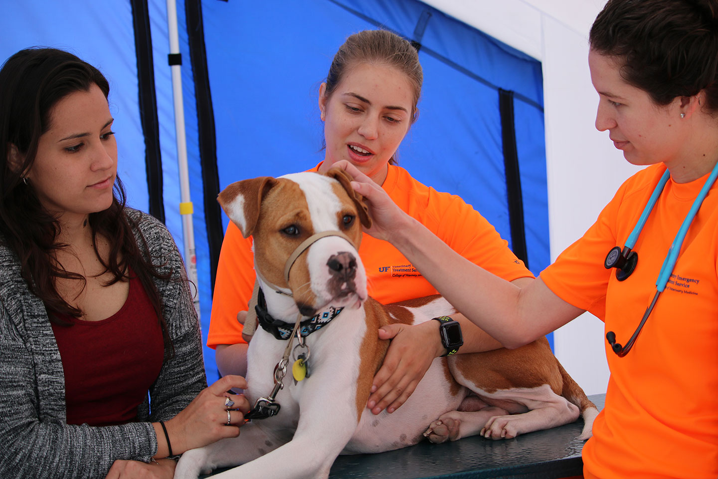 Three women examine a dog as part of a mock drill