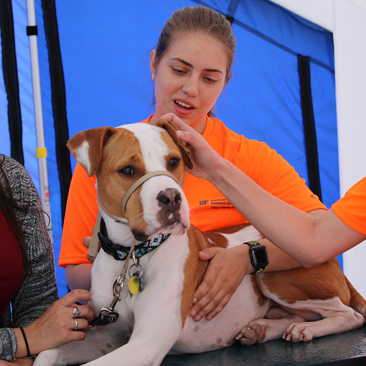 A veterinarian examines a dog during a mock drill  