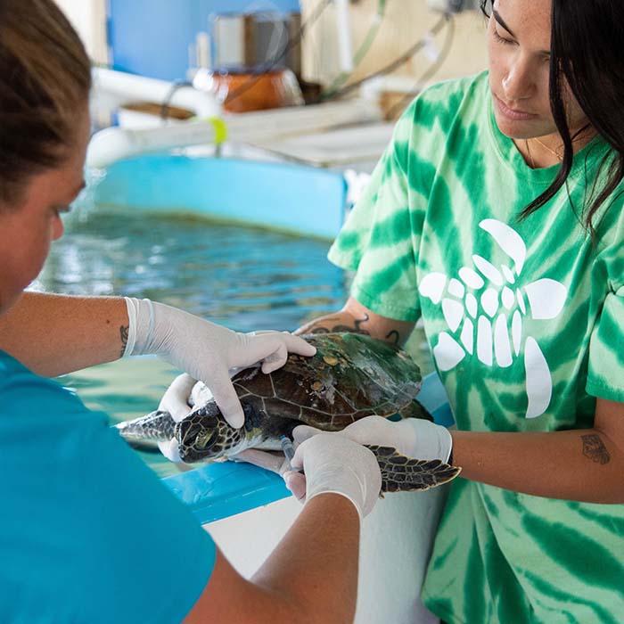 Two women working with a sea turtle in a lab