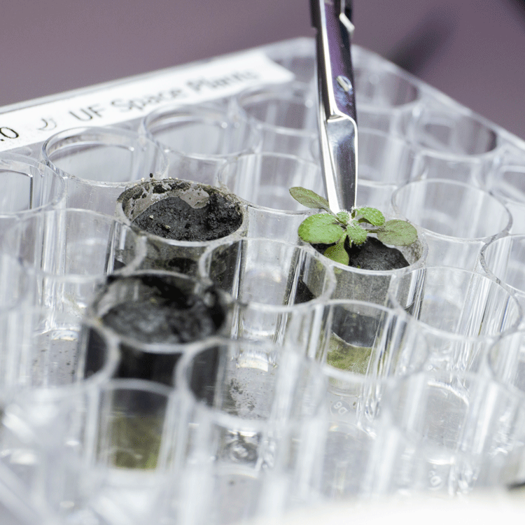 A first: Scientists grow plants in soil from the moon