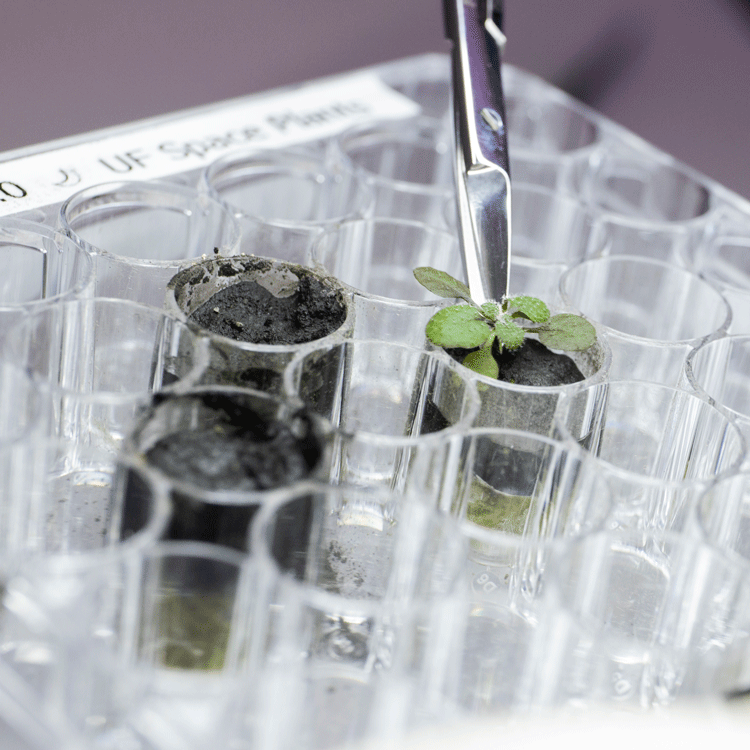 A tray in a lab where three are filled with soil and one has a plant growing out of it. 