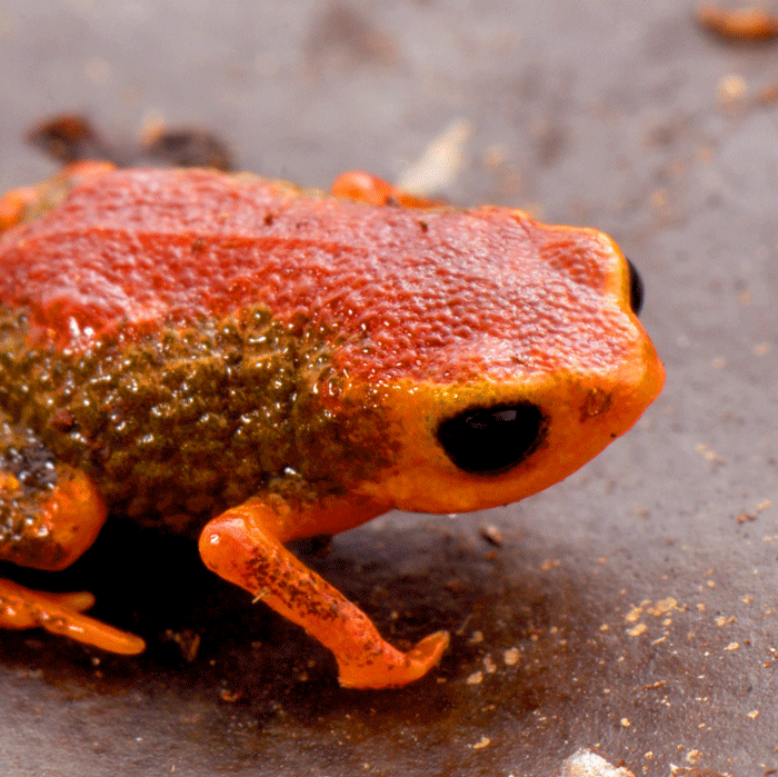 A mini orange frog