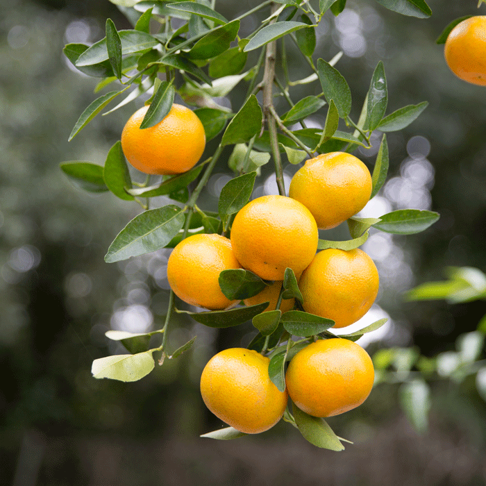 Using AI, UF startup companies boost ailing citrus industry