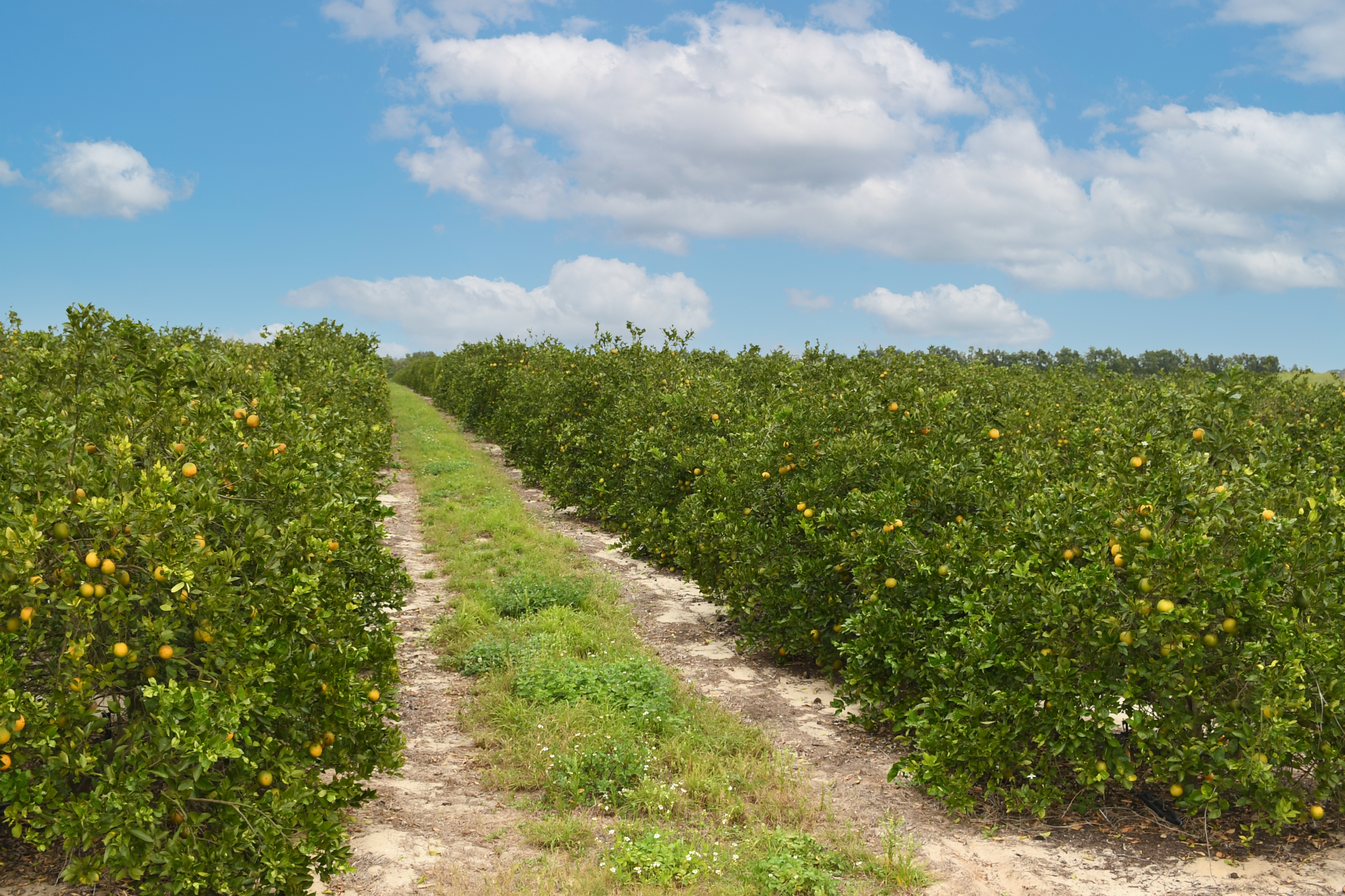 rows of citrus trees
