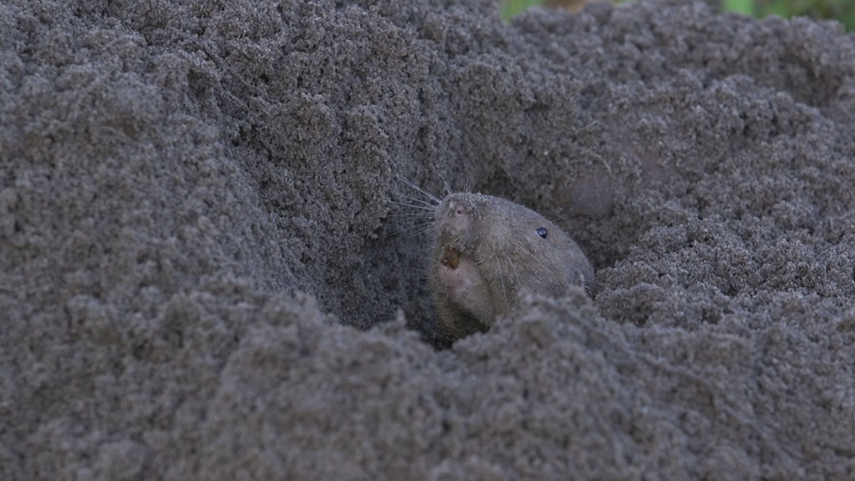 A pocket gopher pokes its head out of its burrow