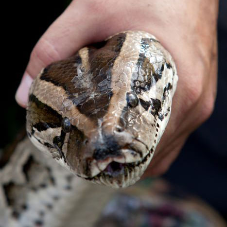 close a Burmese python's head facing the camera