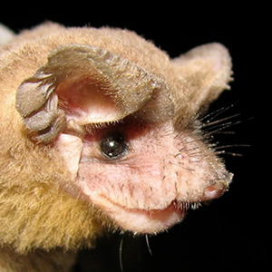 <p>The vast majority of UF's bats are Brazilian free-tailed bats. Photo courtesy of Angelo Soto-Centeno/Florida Museum of Natural History.</p>