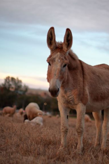 Scientists Uncover the Story of Donkey Domestication, Smart News