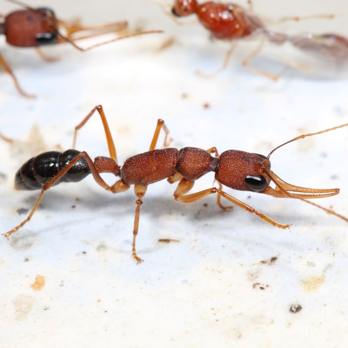 Ant queens control insulin to live longer