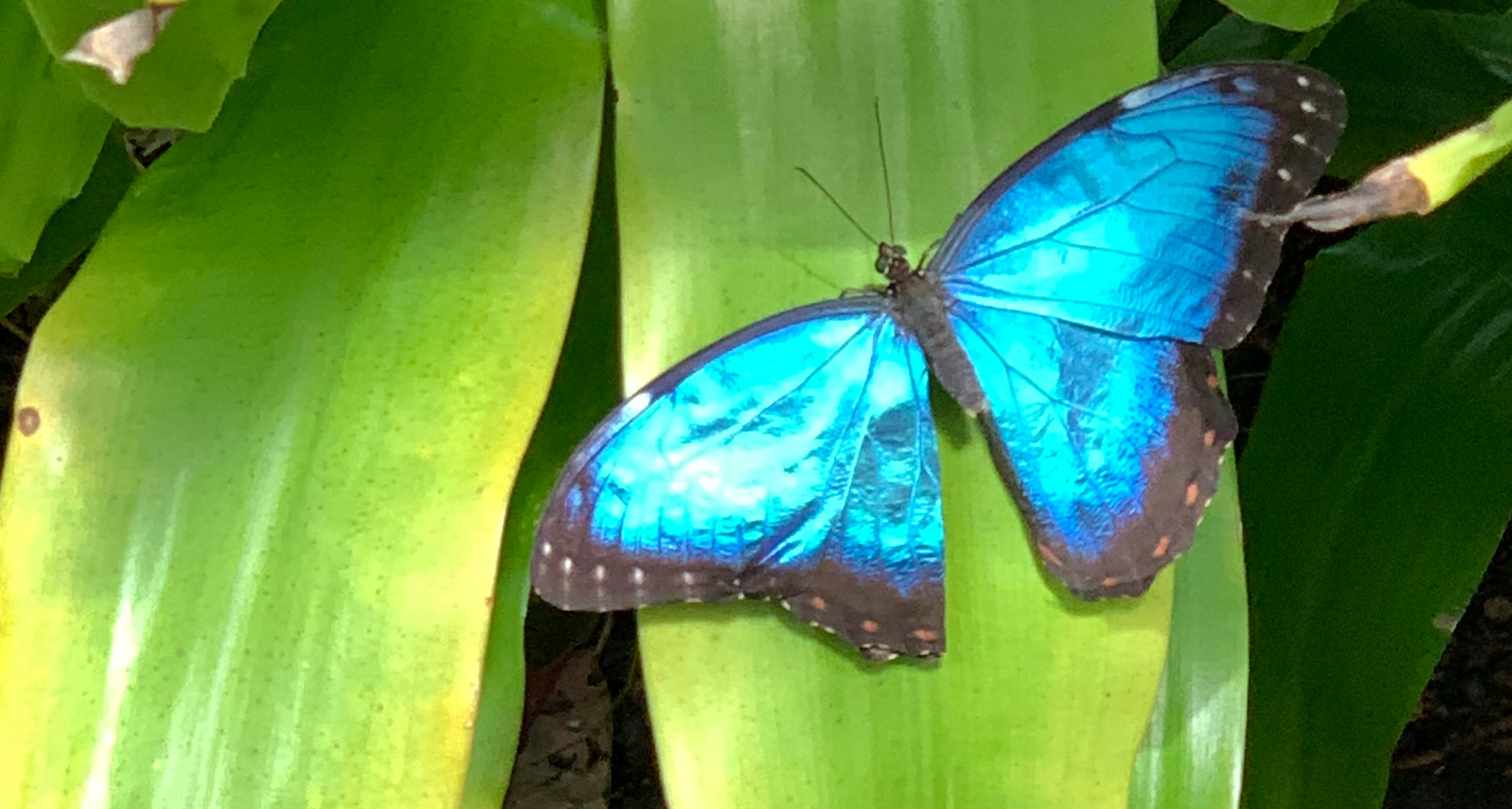 <p>There are 12 million butterflies in the collection at the McGuire Center for Lepidoptera and Biodiversity at the University of Florida. </p>