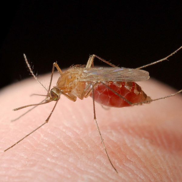 UF start-up helps fight mosquitoes following Hurricane Ian