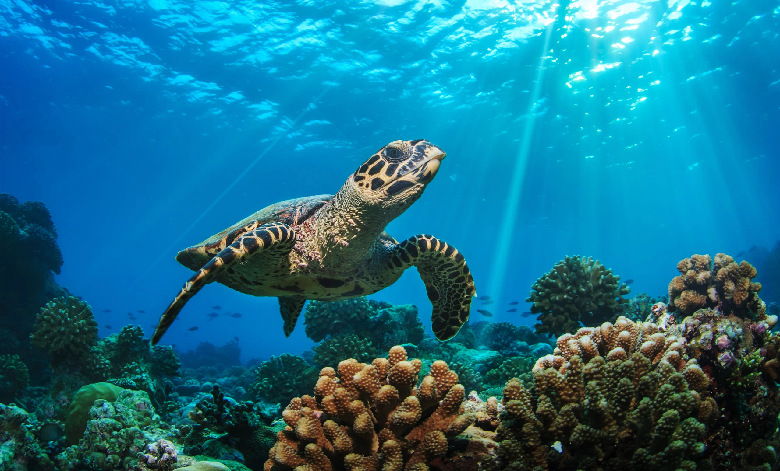 A sea turtle swimming in the ocean.