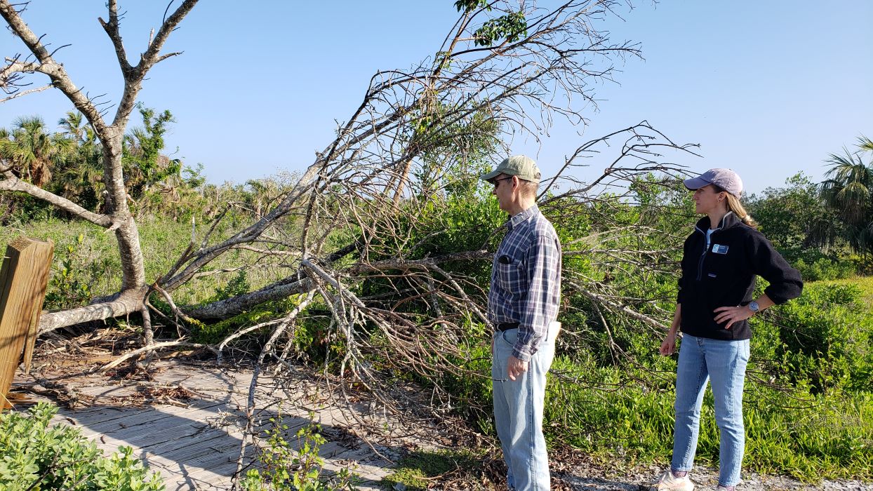 A man and a woman looking at trees downed in Hurricane Ian
