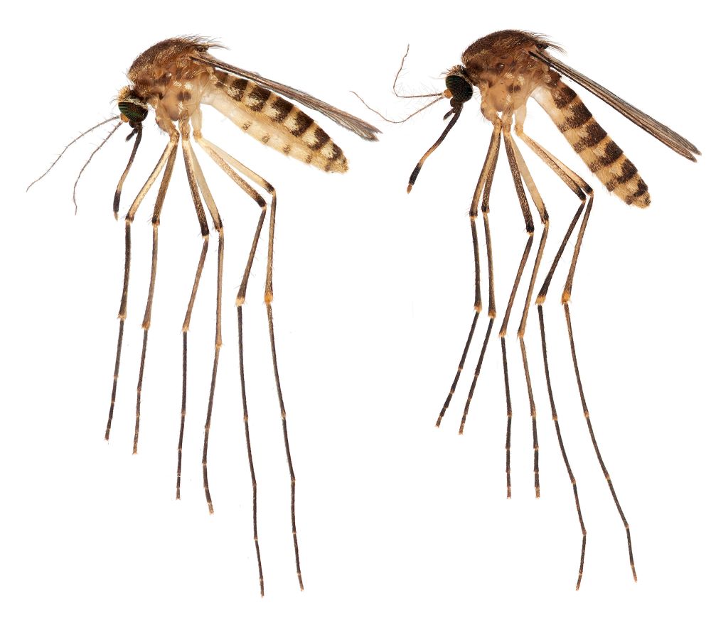 <p>A mosquito known only by its scientific name, Culex lactator, is the latest to establish in the Sunshine State.</p>