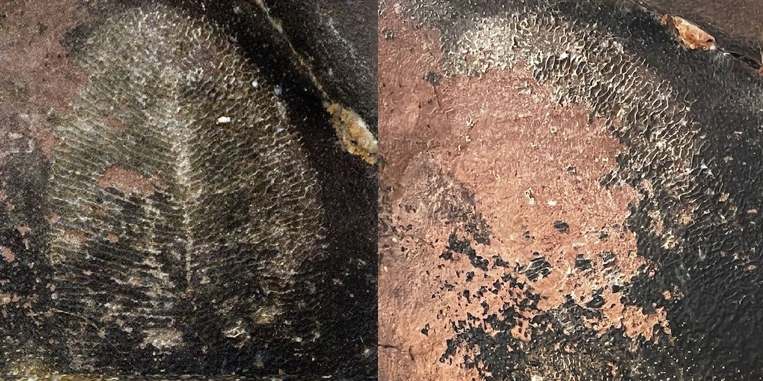 On the left is a picture of an apparent Dickinsonia fossil from 2020. On the right is the same object that is now degraded and peeling off the rock wall in 2022. 